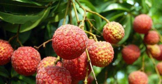 天下荔枝出中國 四個(gè)省份的荔枝最好吃,看看有沒有你家鄉(xiāng)