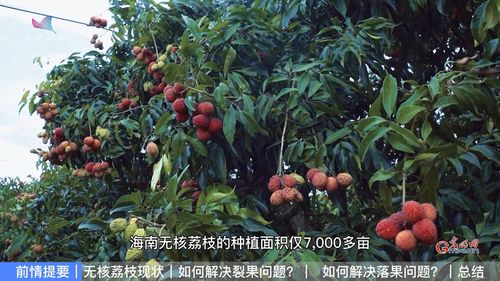 無核荔枝難栽培 農(nóng)業(yè)專家來破題