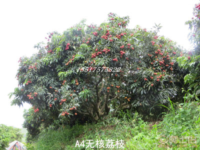 【供應(yīng)A4無核荔枝苗無核率高達(dá)98%以上果樹苗】靈山縣武利鎮(zhèn)果豐果苗場 - 產(chǎn)品庫