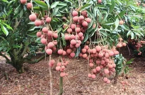 好物 精選烏石荔枝所制,香甜無核去殼荔枝肉