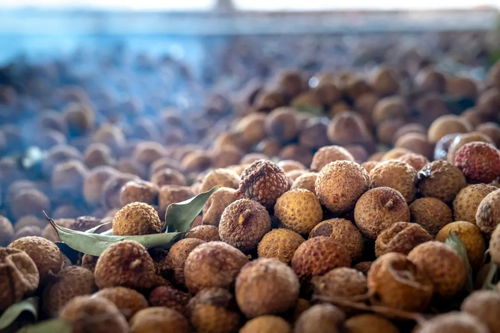 正宗福建莆田桂圓肉來了 無核免剝,鮮果現蒸,入口甘甜軟糯