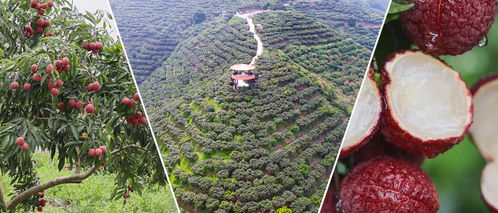 屏邊 甜蜜產業 興 群眾日子旺