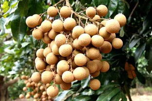 我為化州代言：無核荔枝，家鄉的甜蜜瑰寶