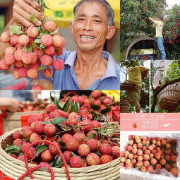 花樣漳州 愛荔豐收，電商助“荔”網(wǎng)上行，無核荔枝的甜蜜革新