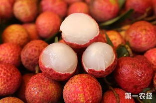 早熟無核荔枝搶占市場先機，海南特色水果再創(chuàng)佳績