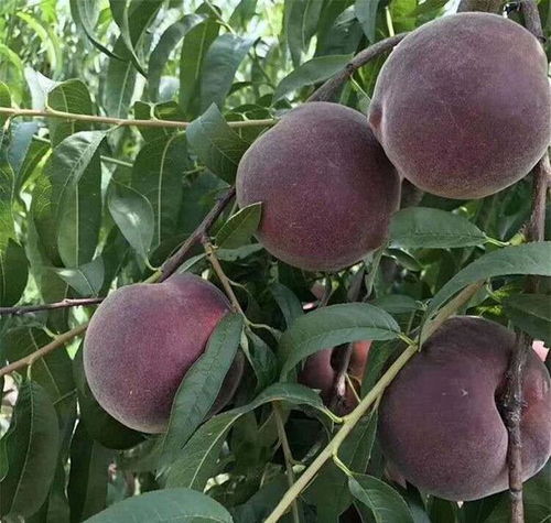 無核荔枝 庭院佳果，能種多少就種多少