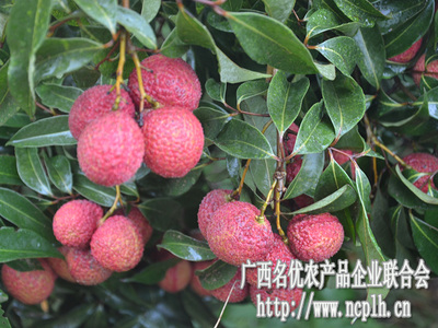 無核荔枝迎豐收，廣西名優農產品企業聯合會赴靈山專題調研